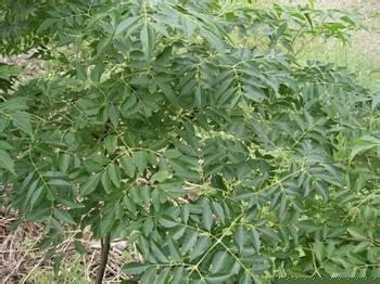 苦楝皮原植物