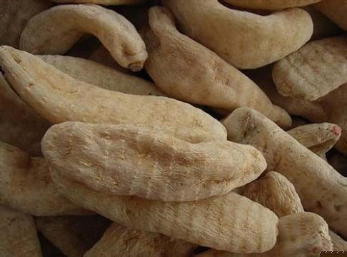 密環(huán)菌