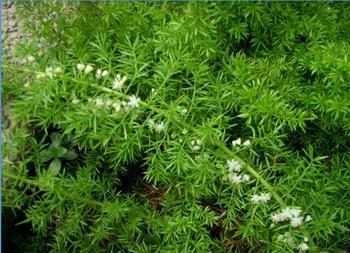 天冬原植物
