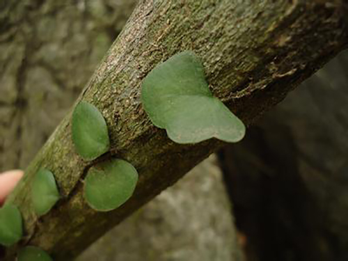 抱樹(shù)蓮原植物