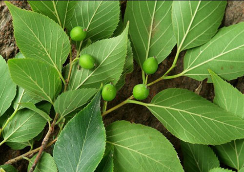 糙葉樹(shù)