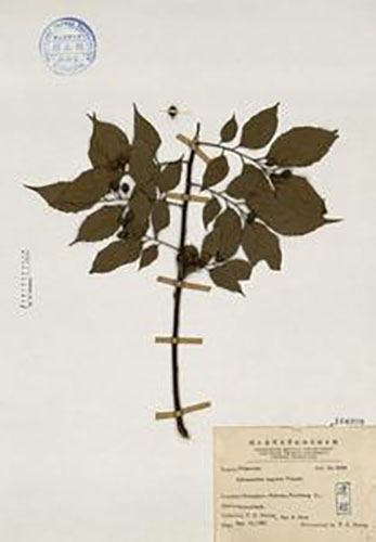 糙葉樹(shù)標(biāo)本