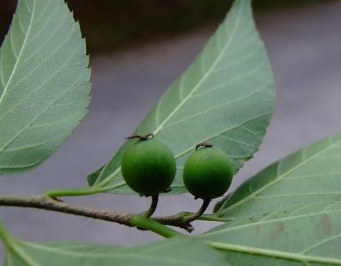 糙葉樹(shù)原生態(tài)