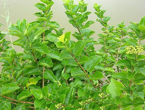 長柄臭黃荊