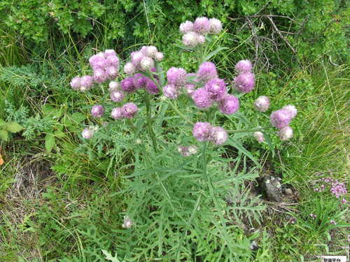 風毛菊原生態(tài)