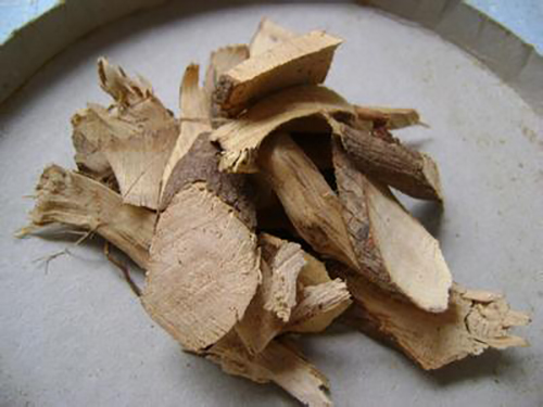 茶樹根